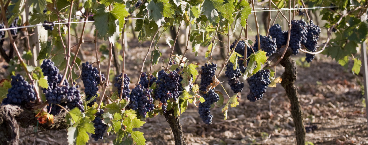 vigneti di Caparzo Brunello Montalcino